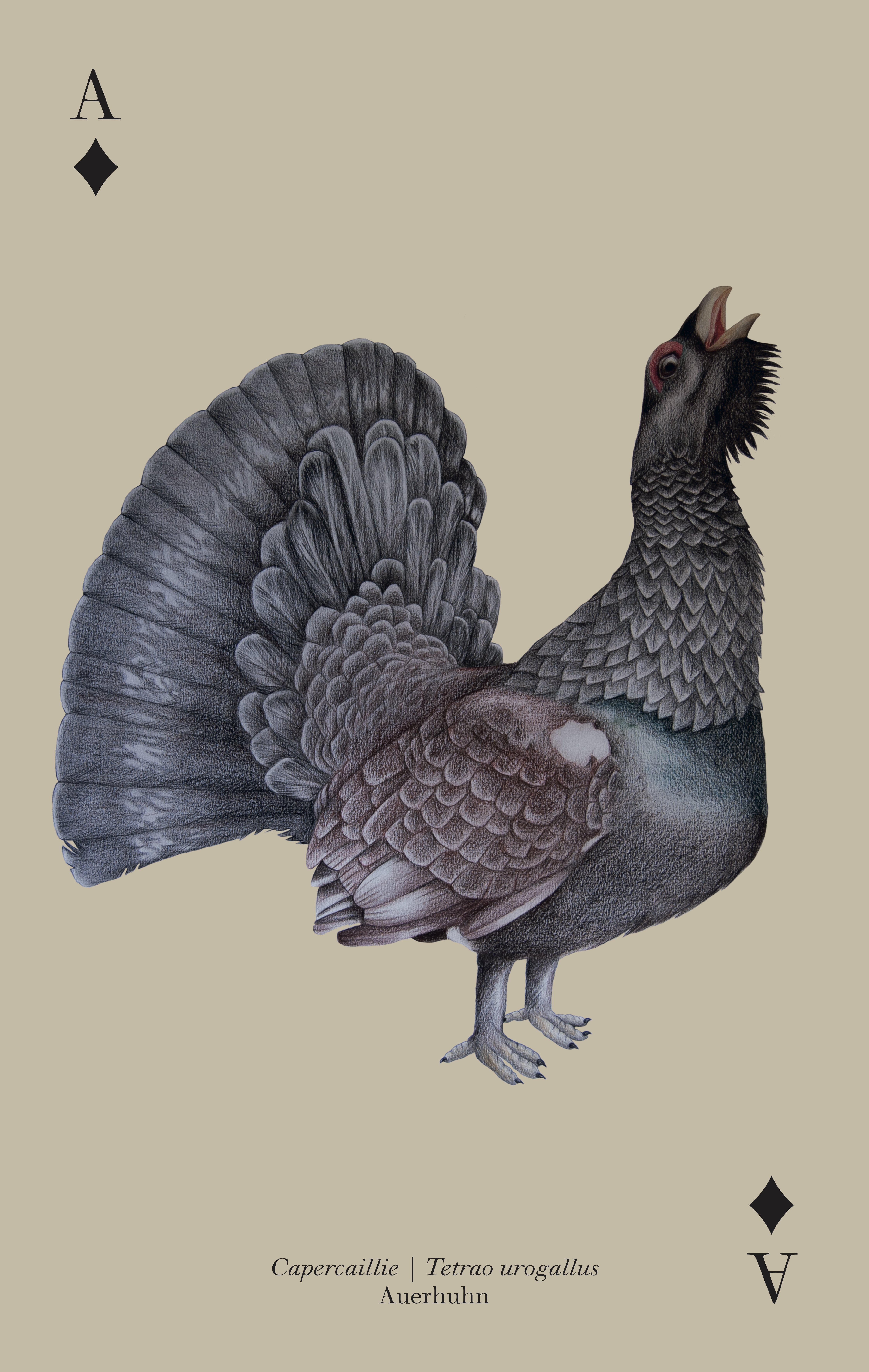 Tierkarten_Auerhahn