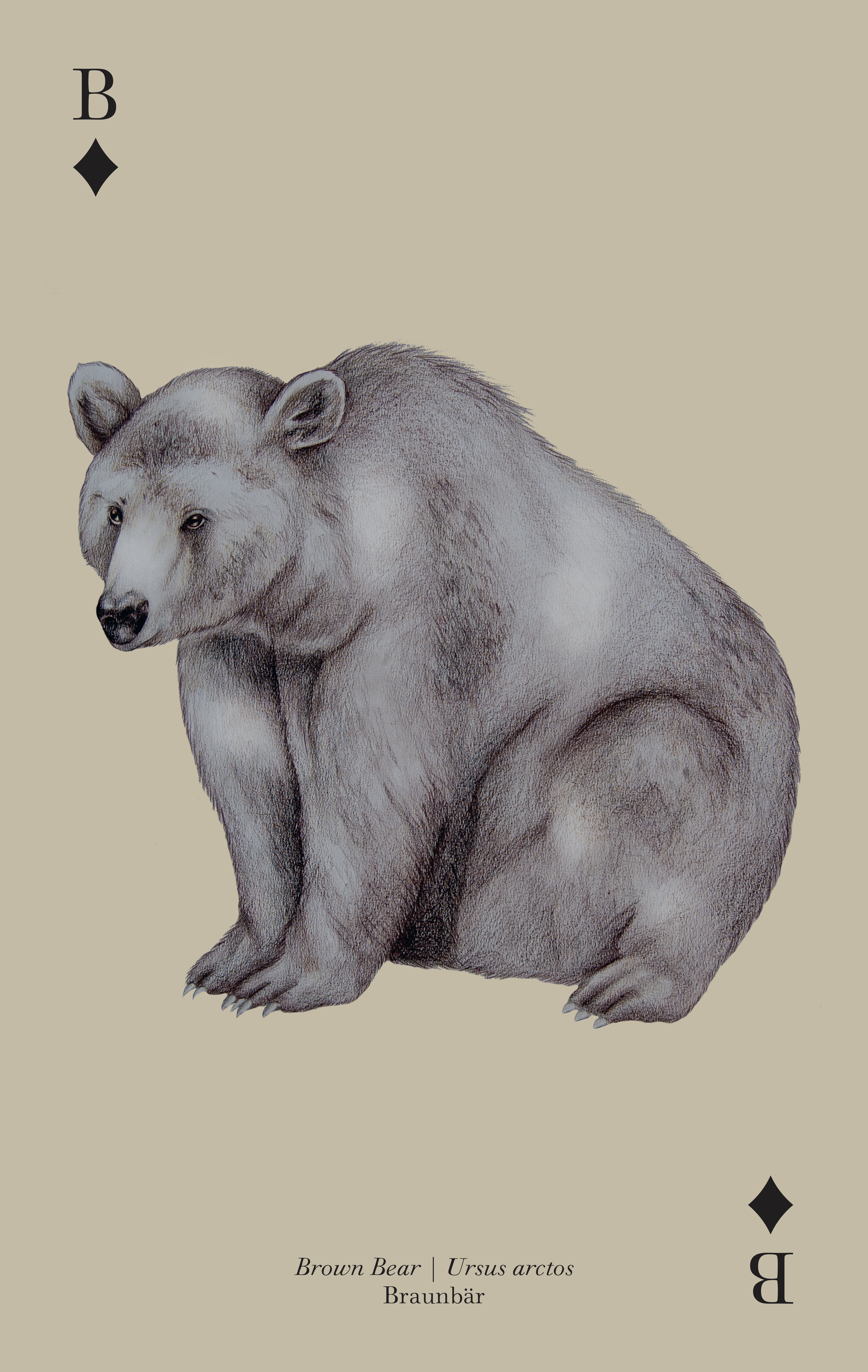 Tierkarten_Baer