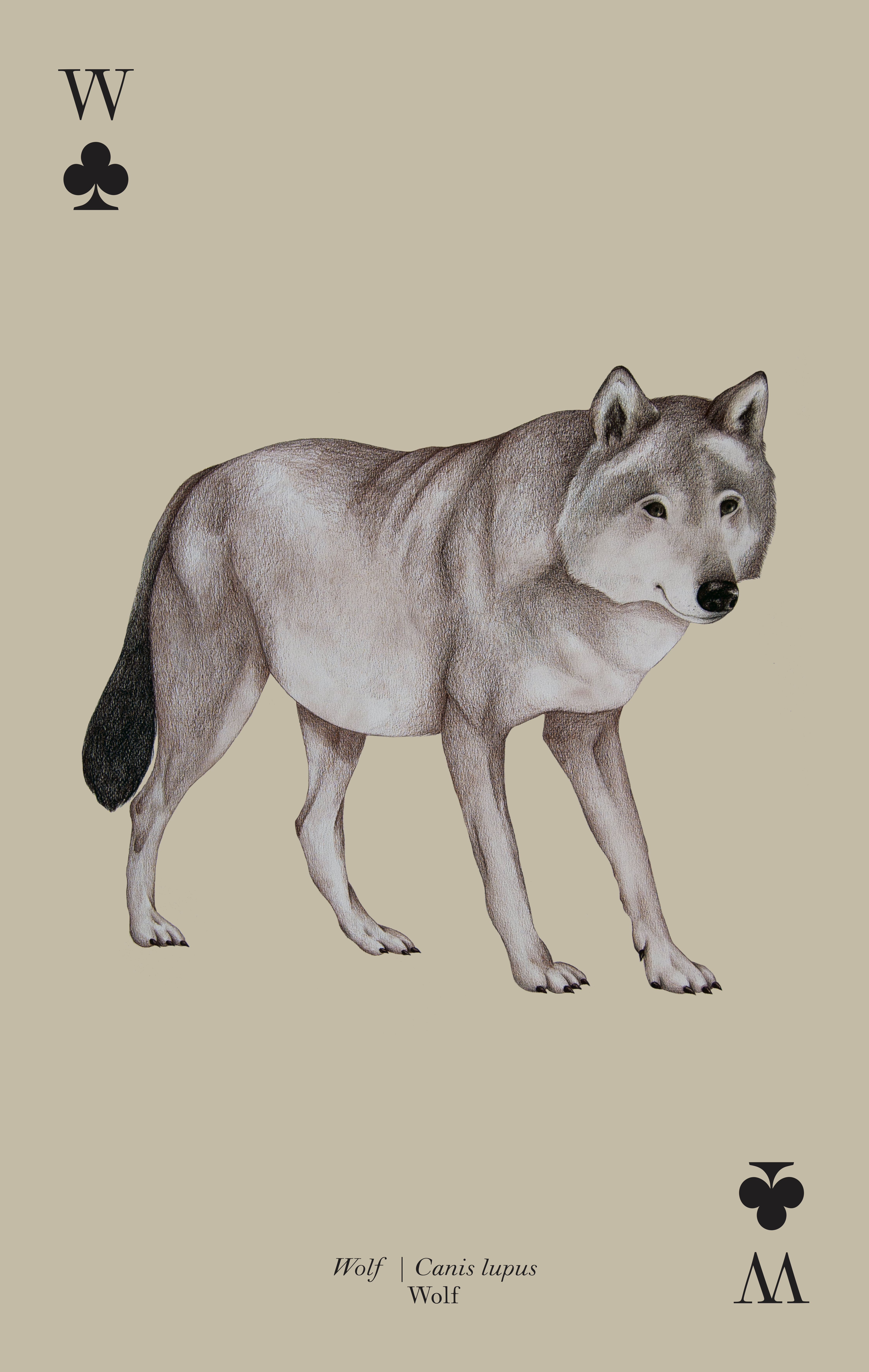 Tierkarten_Wolf